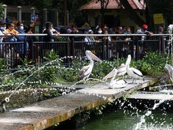 Taman Margasatwa Ragunan Buka H+1 Lebaran, Simak Ketentuannya!