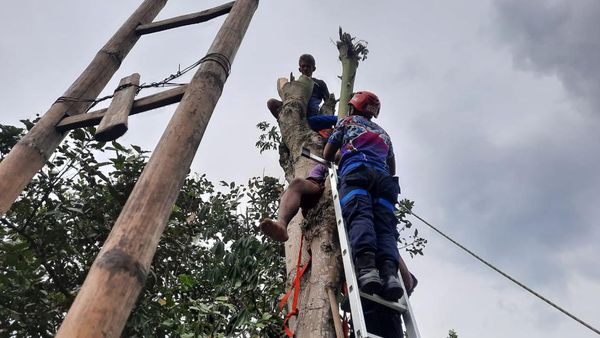 Cari Pakan Kambing, Pemuda Blitar Malah Pingsan di Atas Pohon