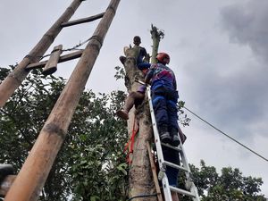 Cari Pakan Kambing, Pemuda Blitar Malah Pingsan di Atas Pohon