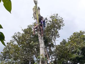 Pemuda Blitar Pingsan di Atas Cabang Usai 15 Menit Potong Pohon Randu Pemuda Blitar Pingsan di Atas Cabang Usai 15 Menit Potong Pohon Randu