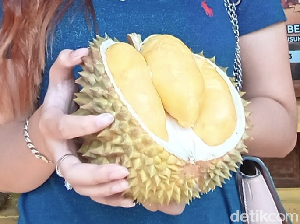 Istimewa! Durian Kampung Organik Jepara yang Manis Pahit Ini Jadi Incaran Istimewa! Durian Kampung Organik Jepara yang Manis Pahit Ini Jadi Incaran