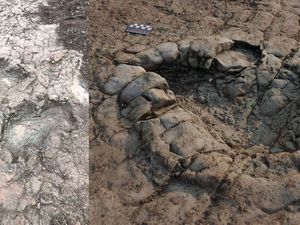 Penampakan Jejak Dinosaurus Langka Berusia 200 Juta Tahun