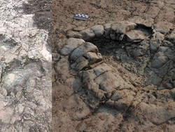 Penampakan Jejak Dinosaurus Langka Berusia 200 Juta Tahun