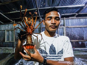 Asa di Kampung Lobster