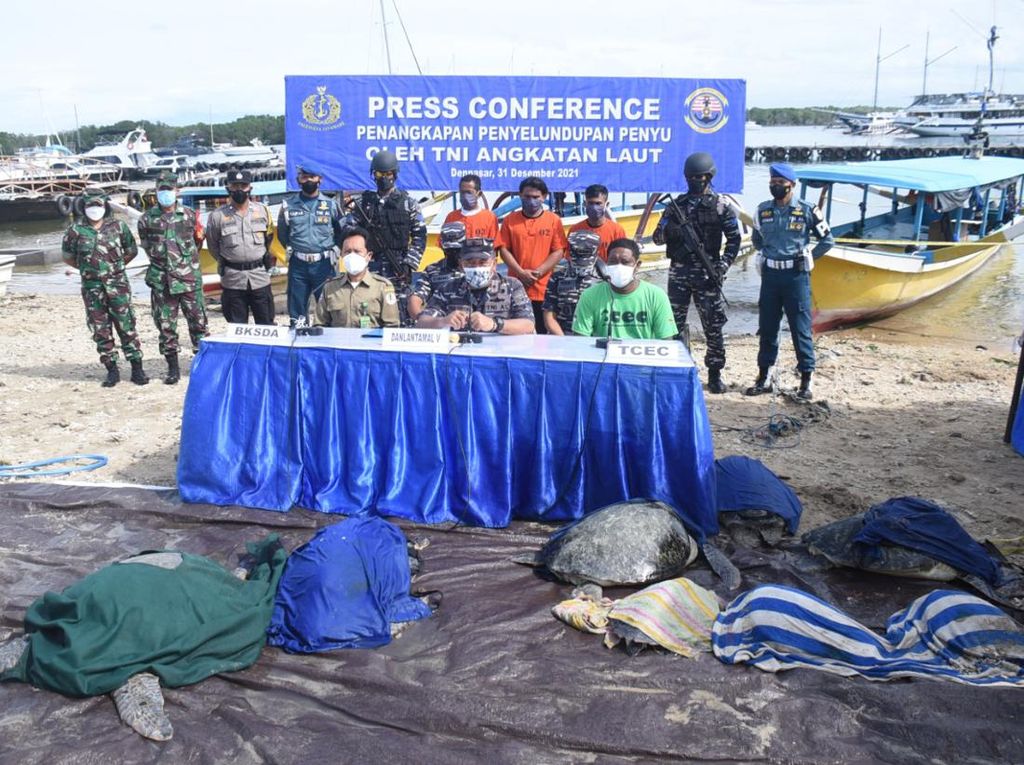 TNI AL Gagalkan Penyelundupan 32 Penyu di Bali, 3 ABK Jadi Tersangka