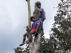 Pemuda di Blitar Pingsan di Atas Pohon Randu Setinggi 10 Meter