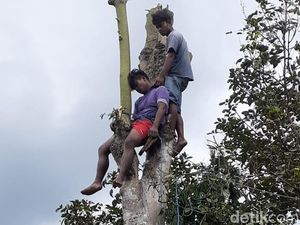 Pemuda di Blitar Pingsan di Atas Pohon Randu Setinggi 10 Meter Pemuda di Blitar Pingsan di Atas Pohon Randu Setinggi 10 Meter