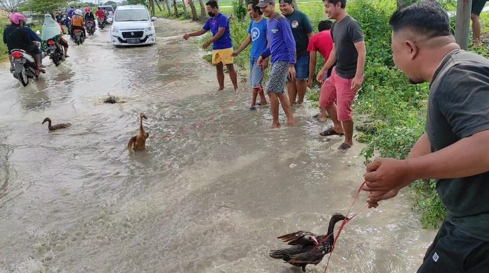 Protes Penanganan Banjir, Puluhan Pemuda di Lamongan Angon Bebek di Lokasi Jalan Banjir