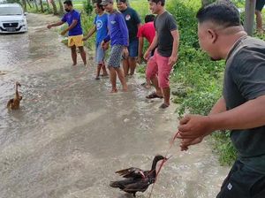 Pemuda Lamongan Angon Bebek Bentuk Protes Bosan Dikepung Banjir