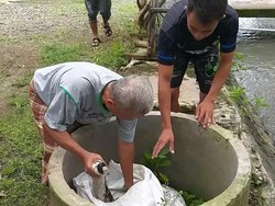 Ular Piton Sepanjang 3 Meter Ditangkap Warga Pasuruan di Kandang Unggas