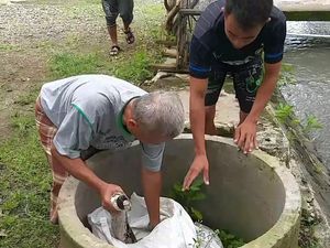 Ular Piton Sepanjang 3 Meter Ditangkap Warga Pasuruan di Kandang Unggas Ular Piton Sepanjang 3 Meter Ditangkap Warga Pasuruan di Kandang Unggas
