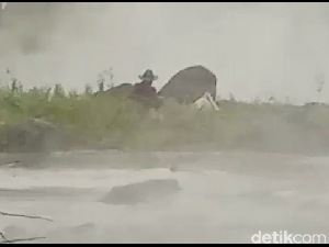Dua Warga dan Empat Kerbau Terjebak Banjir Lahar Gunung Semeru