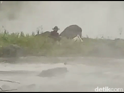 Dua Warga dan Empat Kerbau Terjebak Banjir Lahar Gunung Semeru