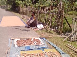 Apresiasi ke Brigadir Miswandi Jaga Gabah Dijemur demi Warga Vaksinasi