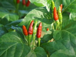 Harga Sembako Jogja Hari Ini 10 Juli 2024: Cabai Rawit Hijau Rp 47.500 Sekilo