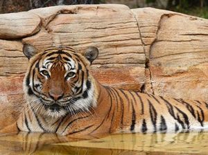 Kasihan... Gigit Tangan Petugas, Harimau Eko Ditembak Mati Kasihan... Gigit Tangan Petugas, Harimau Eko Ditembak Mati