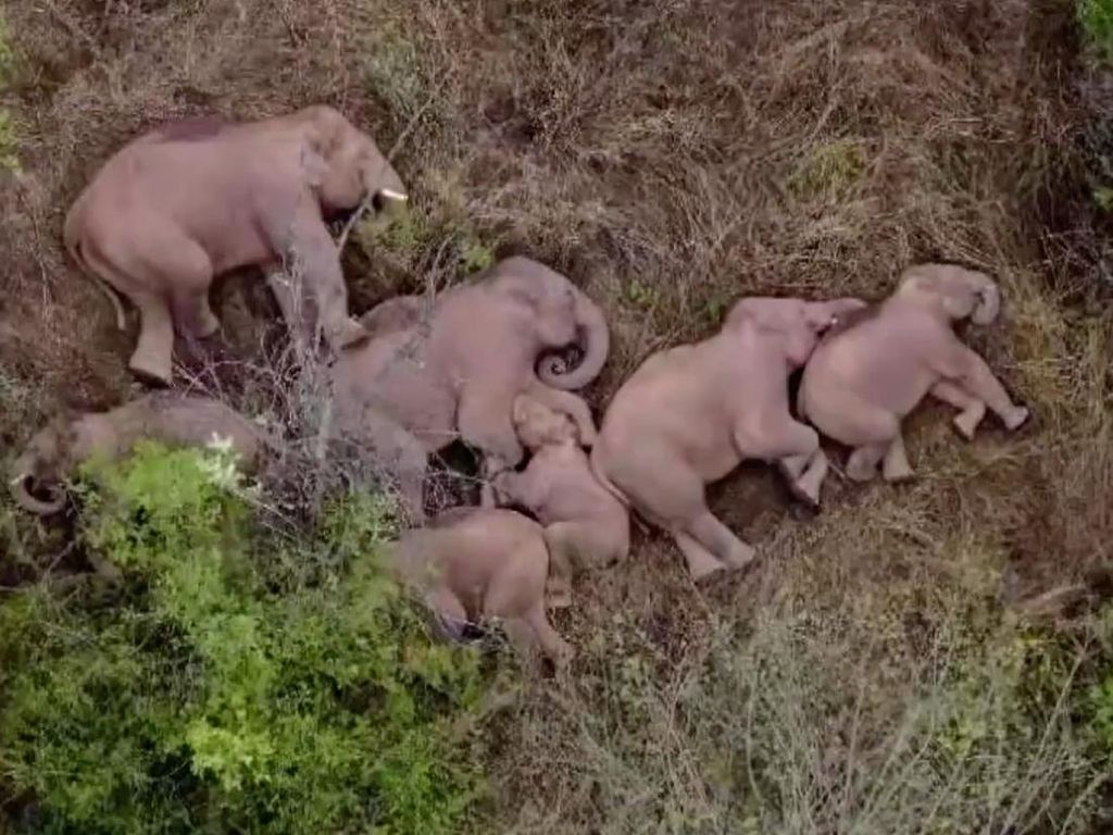 Viral Foto Kawanan Gajah Rebahan, Apa Kata Peneliti Soal Pola Tidurnya?