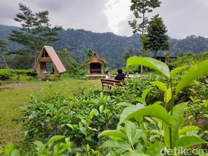 Bukan Puncak, Ini Perkebunan Teh Margawindu Sumedang! Bukan Puncak, Ini Perkebunan Teh Margawindu Sumedang!