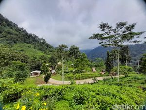 Jalan-jalan Menikmati Perkebunan Teh Margawindu Sumedang Jalan-jalan Menikmati Perkebunan Teh Margawindu Sumedang