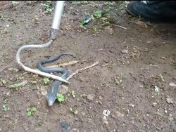 Hiii! 11 Anak Kobra Muncul Dekat Rumah Warga Bogor, Ada yang Masuk Kamar