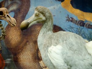 6 Hewan yang Punah Karena Ulah Manusia, Mammoth hingga Burung Dodo 6 Hewan yang Punah Karena Ulah Manusia, Mammoth hingga Burung Dodo