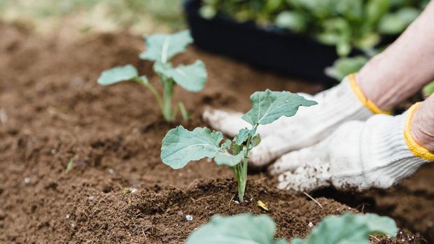 Ilustrasi bercocok tanam