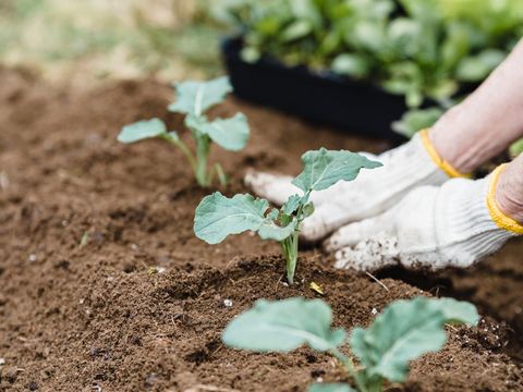 Ilustrasi bercocok tanam