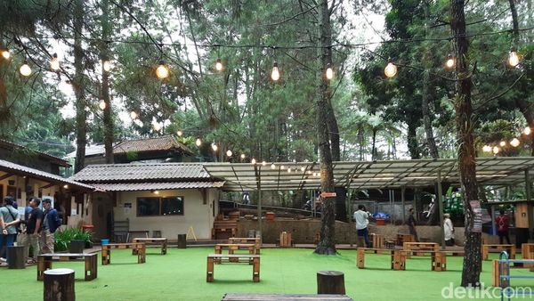 Potret Kopi Daong, Nikmatnya Ngopi di Tengah Pepohonan Pinus