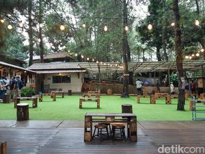 Potret Kopi Daong, Nikmatnya Ngopi di Tengah Pepohonan Pinus