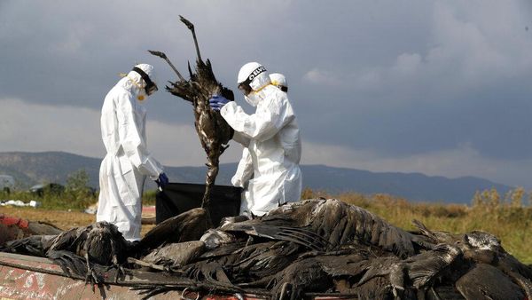 Ribuan Bangau Mati Akibat Flu Burung di Israel