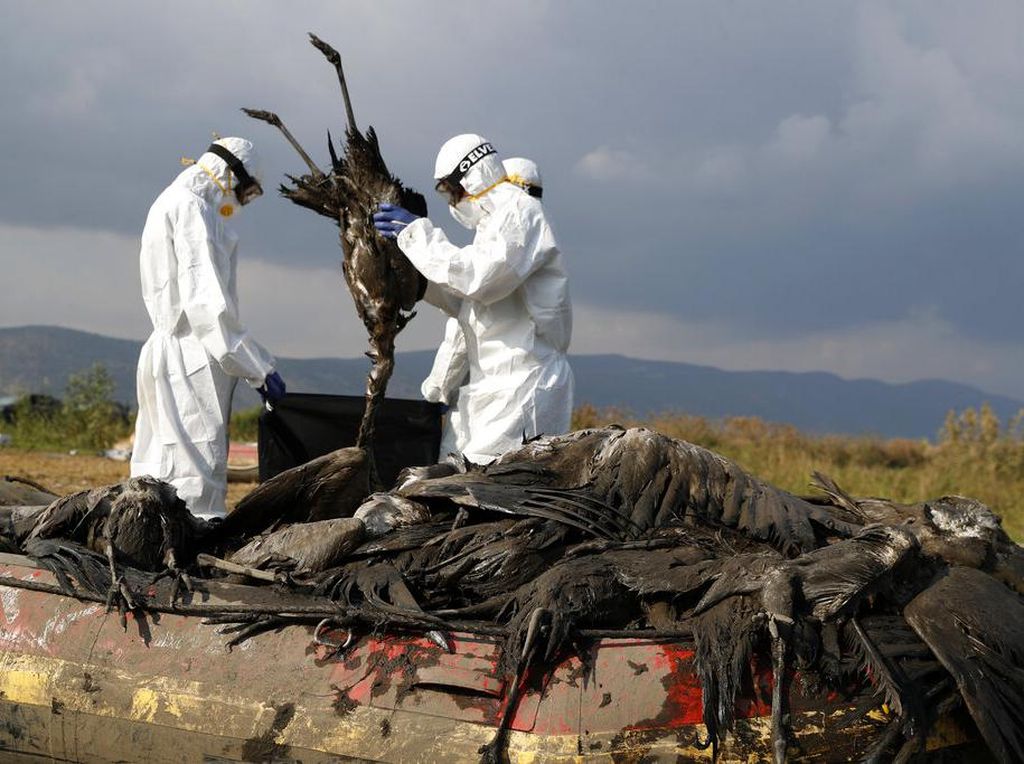 Ribuan Bangau Mati Akibat Flu Burung di Israel Ribuan Bangau Mati Akibat Flu Burung di Israel