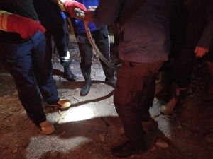 Ular Kobra 2 Meter Muncul di Kawasan Kuliner Sulsel, Pengunjung Kocar-kacir