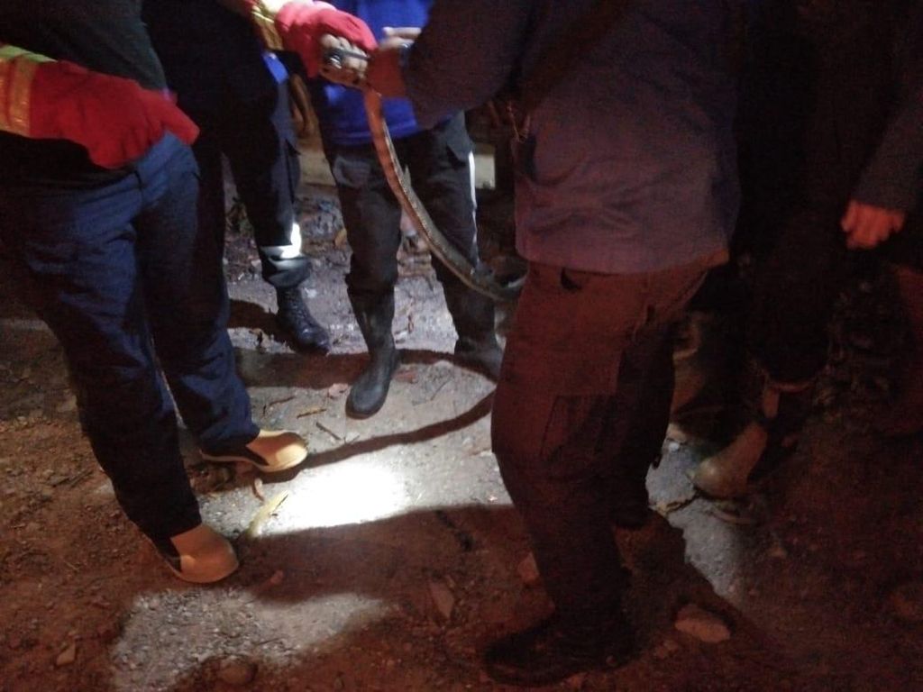 Ular Kobra 2 Meter Muncul di Kawasan Kuliner Sulsel, Pengunjung Kocar-kacir Ular Kobra 2 Meter Muncul di Kawasan Kuliner Sulsel, Pengunjung Kocar-kacir