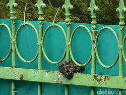 Anak Ular Piton Muncul di Pagar Rumah Warga di Makassar