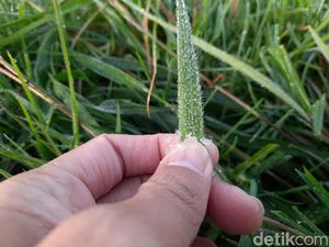 Apa Itu Fenomena Embun Es di Dieng? Suhunya sampai Minus 1 Derajat Celcius Apa Itu Fenomena Embun Es di Dieng? Suhunya sampai Minus 1 Derajat Celcius