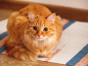 4 Fungsi Kumis pada Kucing, Ternyata Penting Lo! 4 Fungsi Kumis pada Kucing, Ternyata Penting Lo!