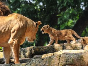 Segini Harga Tiket Kebun Binatang Bandung Saat Libur Lebaran