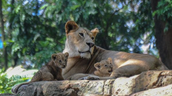 Gemas! Ini Baha dan Gia, Penghuni Baru Kebun Binatang Bandung