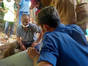 Dilaporkan Sering Kejar Warga, Seekor Monyet Ditangkap di Tangsel