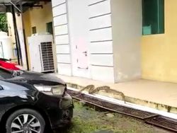 Ngeri! Ular Piton 5 Meter Gegerkan Warga di RS Wahidin Makassar