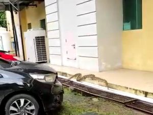 Ngeri! Ular Piton 5 Meter Gegerkan Warga di RS Wahidin Makassar