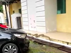 Ngeri! Ular Piton 5 Meter Gegerkan Warga di RS Wahidin Makassar