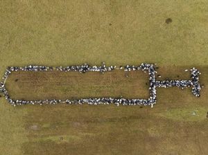 Unik! Domba-Kambing Ikut Kampanye Vaksinasi COVID-19 di Jerman