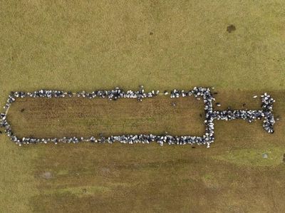 Unik! Domba-Kambing Ikut Kampanye Vaksinasi COVID-19 di Jerman