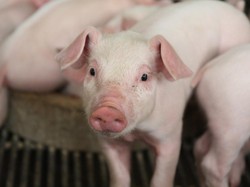 Wow! Ini 5 Rekor Dunia yang Tercipta karena Olahan Babi