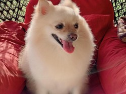 Wanita di Bali Ini Kehilangan Anjing Pomerania, Penemu Dijanjikan Rp 5 Juta