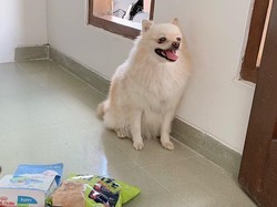 10 Hari Anjing Pomerania Milik Wanita Bali Hilang, Polisi Bantu Cari