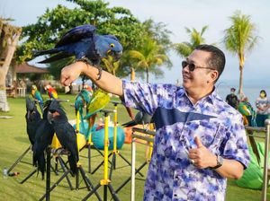 Lomba Free Fly Burung Paruh Bengkok Piala Ketua MPR Akan Digelar Maret