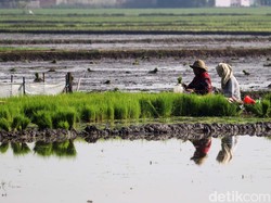 Produksi Padi RI Merosot di Sepanjang 2021