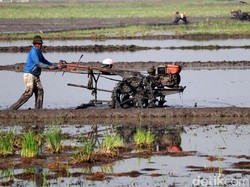 Anggaran KUR Pertanian 2022 Diusulkan Rp 90 Triliun